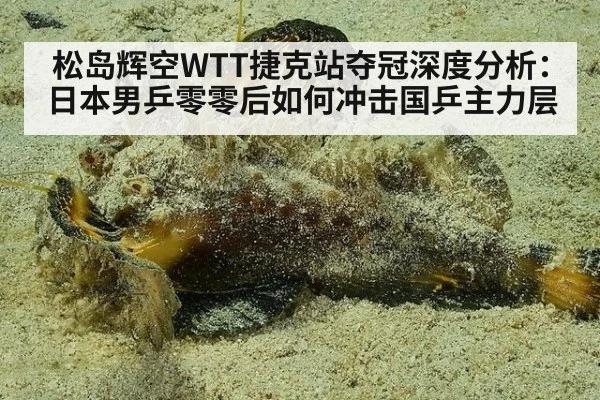 松岛辉空WTT捷克站夺冠深度分析:日本男乒零零后如何冲击国乒主力层